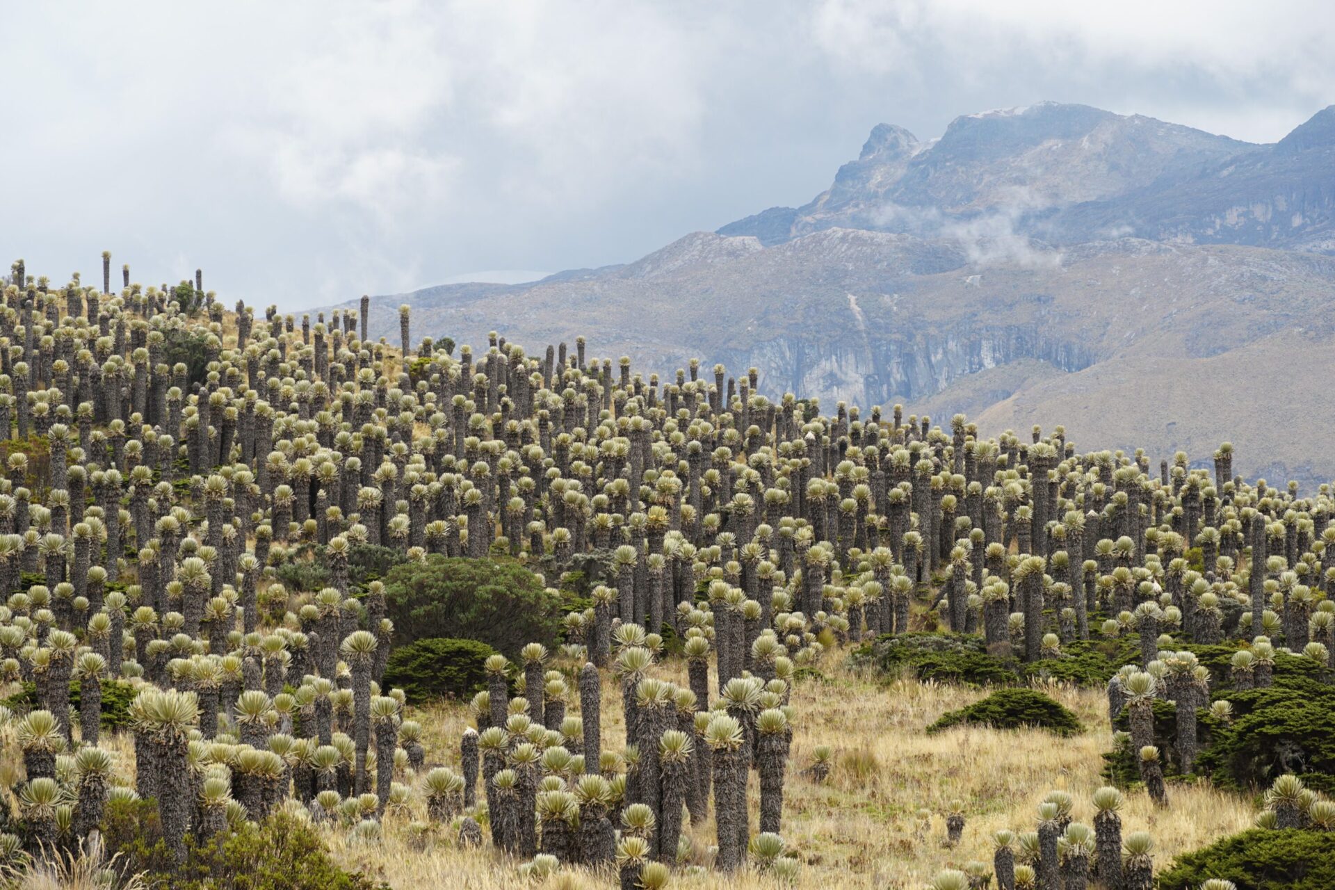 Frailejones en el Parque Nacional Natural Los Nevados durante una experiencia de montaña