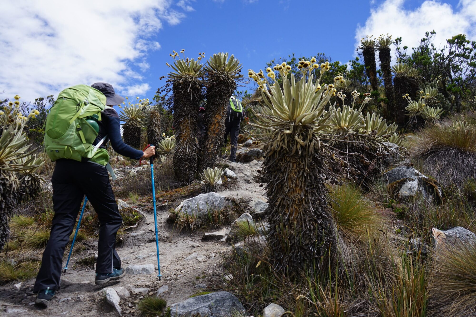 Caminante en sendero de páramo entre frailejones en Colombia
